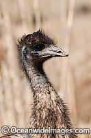 Emu juvenile Photo - Gary Bell