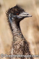 Emu juvenile Photo - Gary Bell