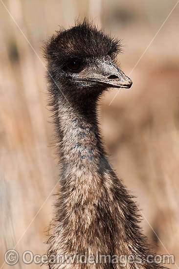 Emu head shot photo