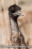 Emu head shot Photo - Gary Bell