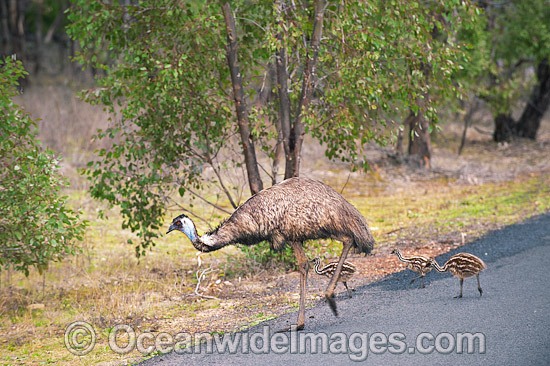 Emu male with chicks photo