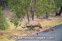 Emu male with chicks Photo - Gary Bell