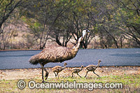 Emu male with chicks Photo - Gary Bell