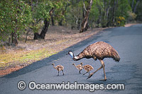 Emu male with chicks Photo - Gary Bell