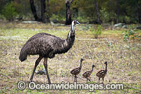 Emu male with chicks Photo - Gary Bell