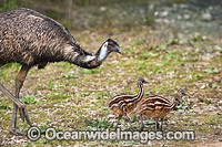 Emu male with chicks Photo - Gary Bell