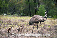 Emu male with chicks Photo - Gary Bell