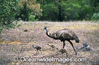 Emu male with chicks Photo - Gary Bell