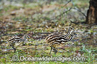 Emu new born chicks Photo - Gary Bell