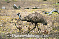 Emu male with chicks Photo - Gary Bell