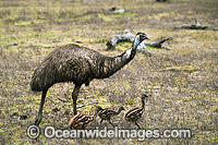 Emu male with chicks Photo - Gary Bell