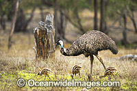 Emu male with chicks Photo - Gary Bell