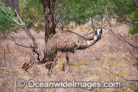 Emu male with chicks Photo - Gary Bell