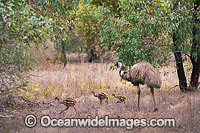 Emu male with chicks Photo - Gary Bell