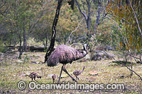 Emu male with chicks Photo - Gary Bell