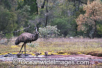 Emu male with chicks Photo - Gary Bell