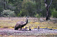 Emu male with chicks Photo - Gary Bell