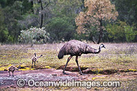 Emu male with chicks Photo - Gary Bell