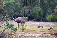 Emu male with chicks Photo - Gary Bell