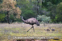 Emu male with chicks Photo - Gary Bell