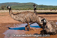 Emu wallowing in puddle Photo - Gary Bell