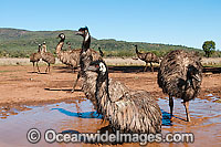 Emu wallowing in puddle Photo - Gary Bell