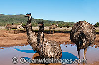 Emu wallowing in puddle Photo - Gary Bell