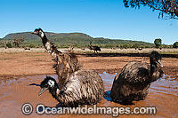Emu wallowing in puddle Photo - Gary Bell