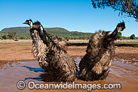 Emu wallowing in puddle Photo - Gary Bell