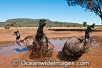 Emu wallowing in puddle Photo - Gary Bell