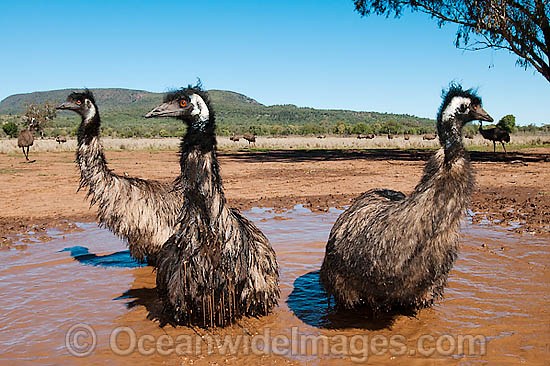 Emu wallowing in puddle photo