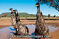 Emu wallowing in puddle Photo - Gary Bell