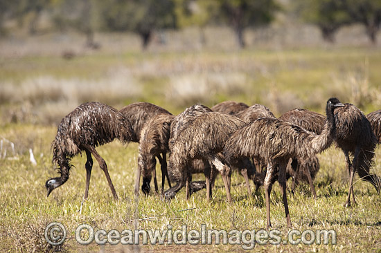 Emu Dromaius novaehollandiae photo