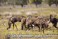 Emu Dromaius novaehollandiae Photo - Gary Bell