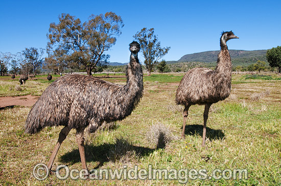 Emu Dromaius novaehollandiae flock photo Emu Dromaius novaehollandiae flock photo