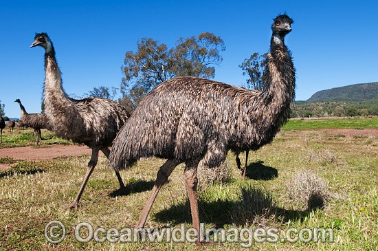 Emus Dromaius novaehollandiae photo
