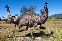 Emus Dromaius novaehollandiae Photo - Gary Bell