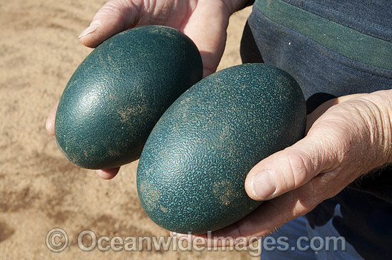 Emu eggs collected from nest photo
