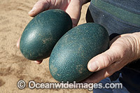 Emu eggs collected from nest Photo - Gary Bell