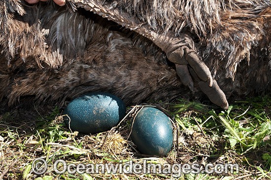 Emu males sitting on eggs photo