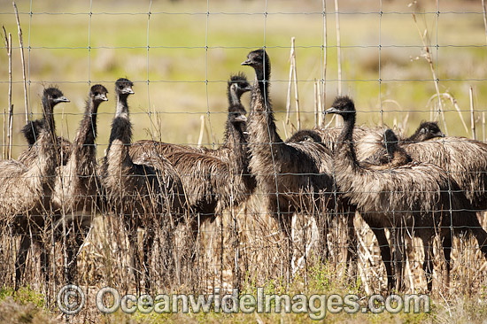 Emus at Emu farm photo Emus at Emu farm photo