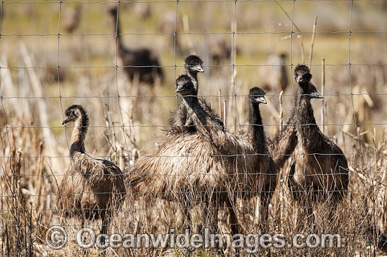 Emus at Emu farm photo