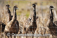 Emus at Emu farm Photo - Gary Bell