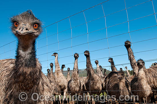 Emus fenced at Emu farm photo Emus fenced at Emu farm photo