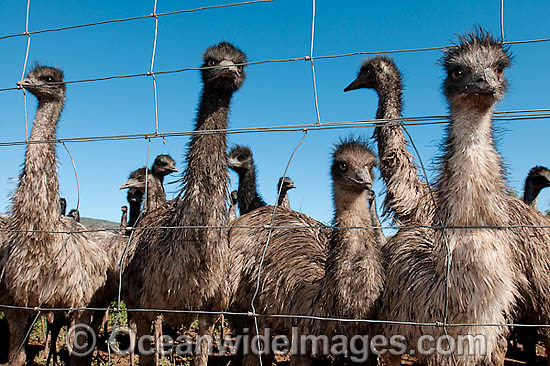 Emus at Emu farm photo Emus at Emu farm photo