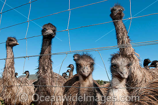 Emus fenced at Emu farm photo