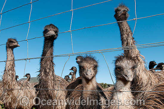 Emus fenced at Emu farm photo Emus fenced at Emu farm photo