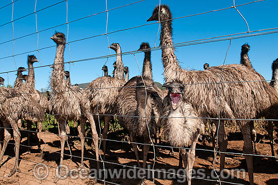 Emus fenced at Emu farm photo Emus fenced at Emu farm photo