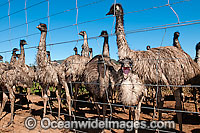 Emus fenced at Emu farm Photo - Gary Bell