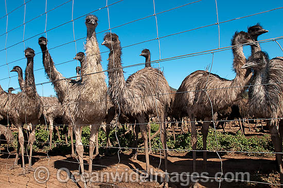 Emus fenced at Emu farm photo Emus fenced at Emu farm photo